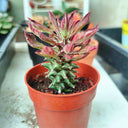 Monadenium schubei "Tanzania Red", 4-5cm