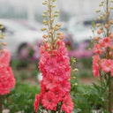 Red Rocket Larkspur, 500 Seeds