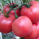 741 Moldovan Standard Tomato, 5 Seeds
