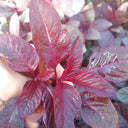Red Amaranth Seeds, 50g