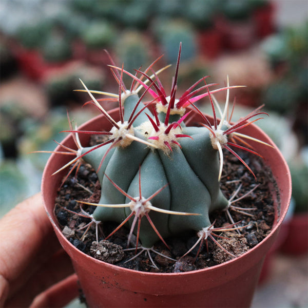 Ferocactus emoryi subsp. covillei, 3-4cm