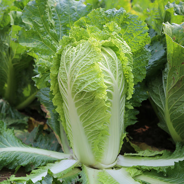 Early-maturing No.5 Chinese Cabbage Seeds, 5 × 5g Bags
