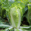 Early-maturing No.5 Chinese Cabbage Seeds, 5 × 5g Bags