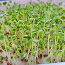 Broccoli Sprouting Seeds, 50g
