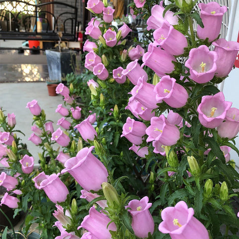 Canterbury Bells, Pink