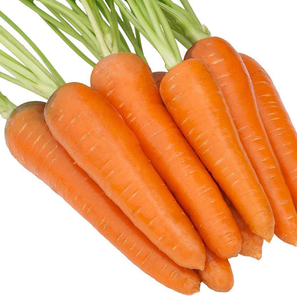 Traditional Five-Inch Carrot Seeds, 8g
