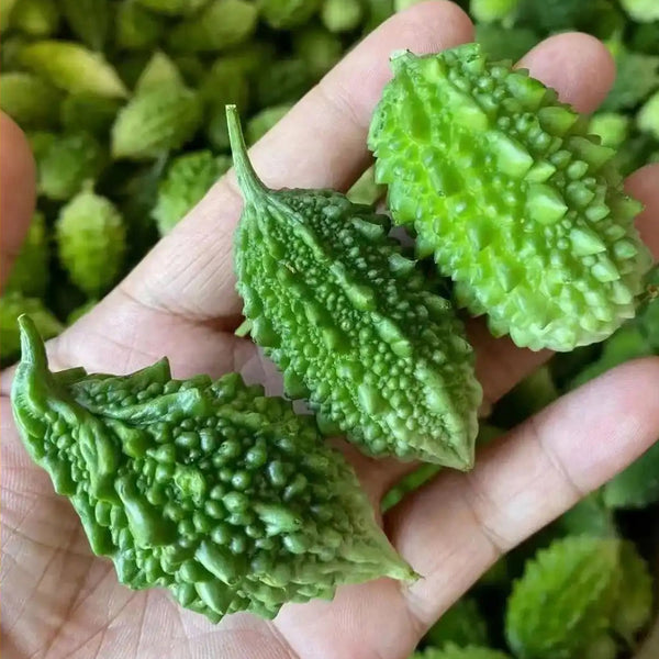 'Hei Wawa' Small Spiny Black Bitter Melon Seeds, 5 Seeds