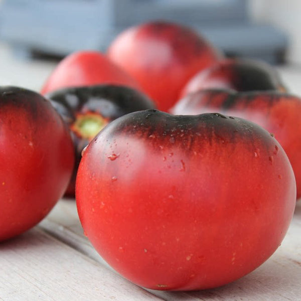 1067 Ghost Tomato, 5 Seeds
