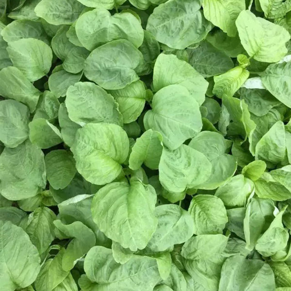 'Alishan' White Amaranth Seeds, 10g