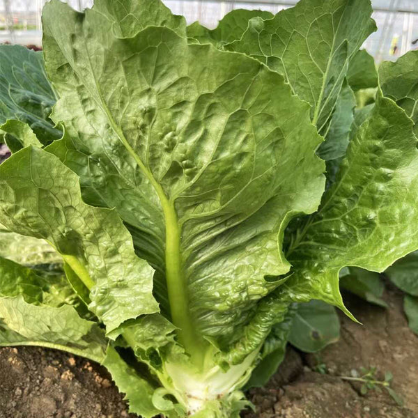Romaine Lettuce Seeds, 10g