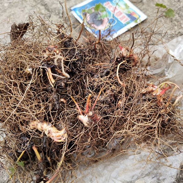 Epimedium Seedlings, 2 Roots