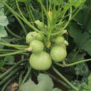 Green Pearl Zucchini Seeds, 10 Seeds
