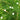 White Cypress Vine, 100 Seeds