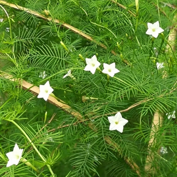 White Cypress Vine, 100 Seeds