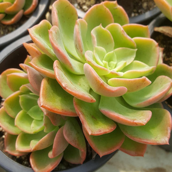 Echeveria 'Noble', 3pcs x 1-head