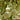Large Wine Gourd, 10 Seeds