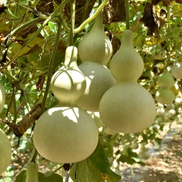 Large Wine Gourd, 10 Seeds