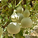Large Wine Gourd, 10 Seeds