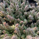 3-4Pcs Caralluma hesperidum, 3-4cm