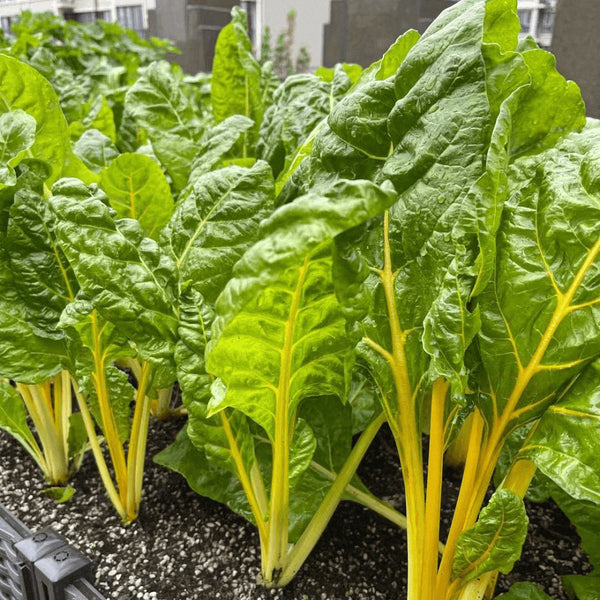 Golden-Leaf Chard Seeds, 5g