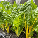 Golden-Leaf Chard Seeds, 5g