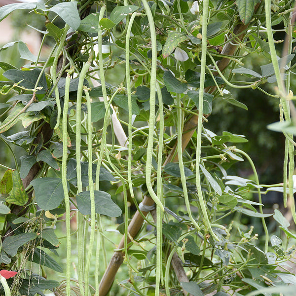 Chunxiu No.7 Long Bean Seeds, 200g