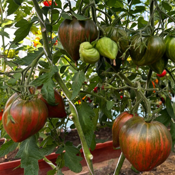 814 Purple Beauty Tomato, 5 Seeds