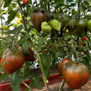 814 Purple Beauty Tomato, 5 Seeds