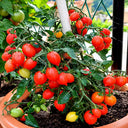 553 Little Heartbreaker Tomato, 5 Seeds