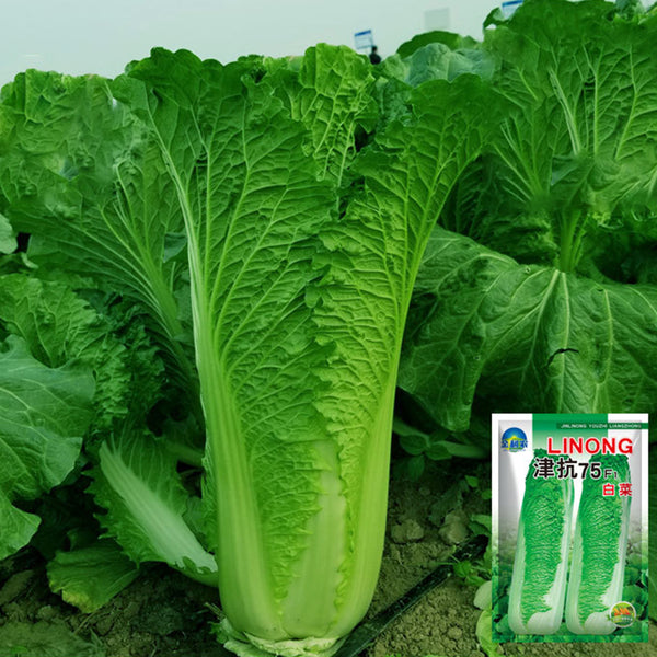 Jinkang 75 Chinese Cabbage Seeds, 5 × 5g Bags