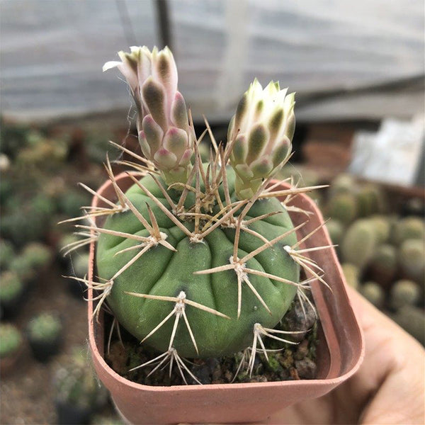 Gymnocalycium eurypleurum, 3-4cm