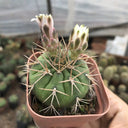 Gymnocalycium eurypleurum, 3-4cm