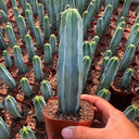 Myrtillocactus geometrizans, 7-10cm