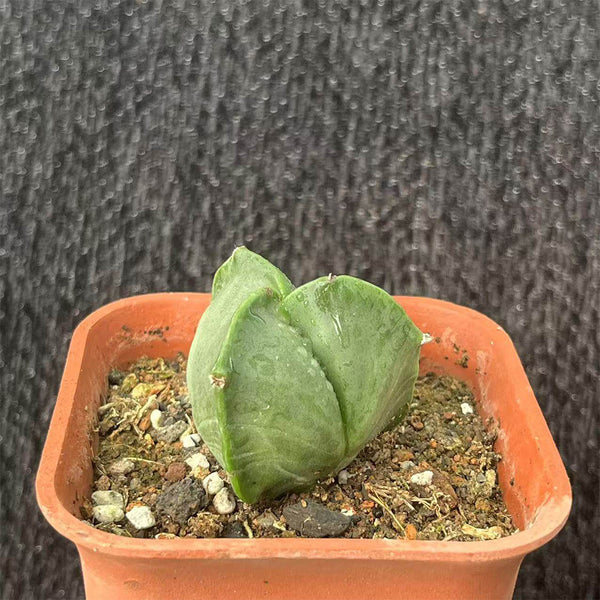 Triangular Bishop's Cap Live Cactus