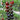 153 Ugolyok Tomato, 5 Seeds