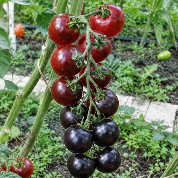 153 Ugolyok Tomato, 5 Seeds