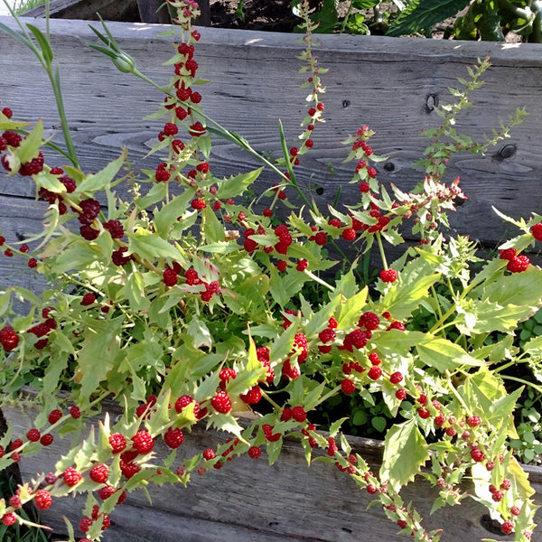 Strawberry Spinach, 200 Seeds