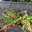 Strawberry Spinach, 200 Seeds