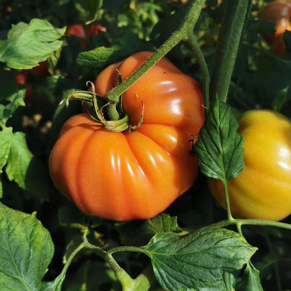 Giant Heirloom Pink Beefsteak Tomato Seeds, 20 Seeds