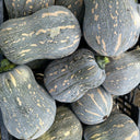 Peanut Pumpkin Seeds, 10 Seeds