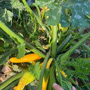 Imperial Concubine Zucchini Seeds, 15 Seeds