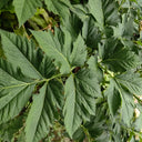 Japanese Ashitaba, 50 Seeds
