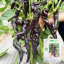 Zilongjiao No.1 Chili Seeds, 10 Seeds