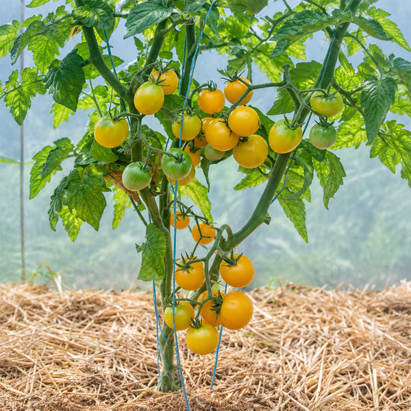 310 Dwarf Eagle Smiley Tomato, 5 Seeds