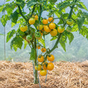 310 Dwarf Eagle Smiley Tomato, 5 Seeds