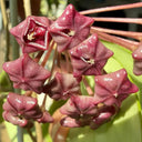 Hoya pubicalyx 'Pink Silver', 5 Cuttings