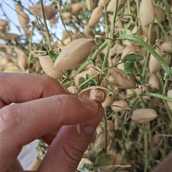 Kabuli Chickpea Seeds, 20g