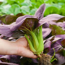 'Zitong' Purple Bok Choy Seeds