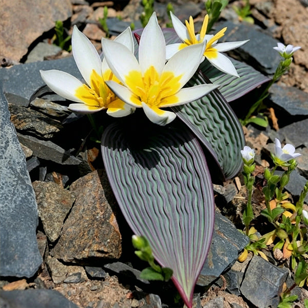 Tulipa regelii, 5 Seeds