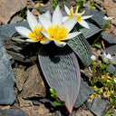 Tulipa regelii, 5 Seeds